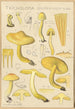 Tricholoma sulfurinum - Hans Baldung — vy av konstverket