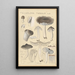 Tricholoma terreum - Hans Baldung — inramlat konstverk på väggen