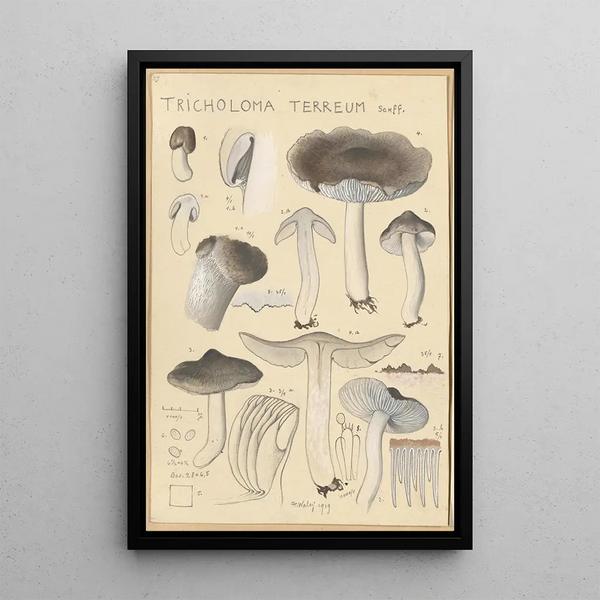Tricholoma terreum - Hans Baldung — inramlat konstverk på väggen