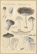 Tricholoma terreum - Hans Baldung — vy av konstverket