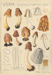Verpa digitaliformis - Hans Baldung — vy av konstverket