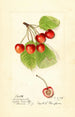 Prunus avium Cleveland - Harriet L Thompson — vy av konstverket