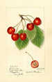 Prunus avium Florence - Harriet L Thompson — vy av konstverket