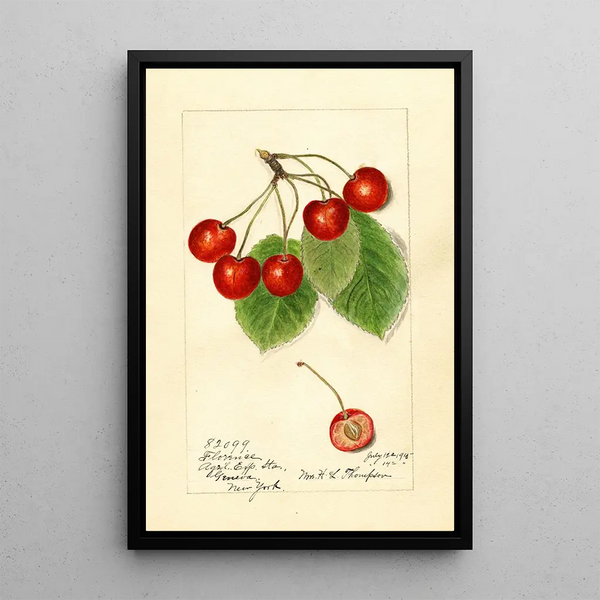 Prunus avium Florence - Harriet L Thompson — inramlat konstverk på väggen
