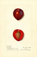 Prunus domestica Methley - Harriet L Thompson — vy av konstverket
