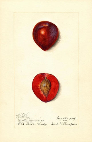 Harriet L Thompson - Prunus domestica Methley.webp