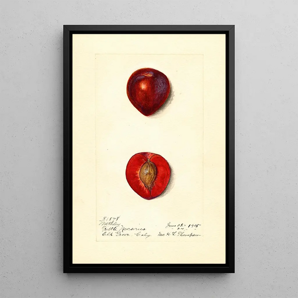 Prunus domestica Methley - Harriet L Thompson — inramlat konstverk på väggen