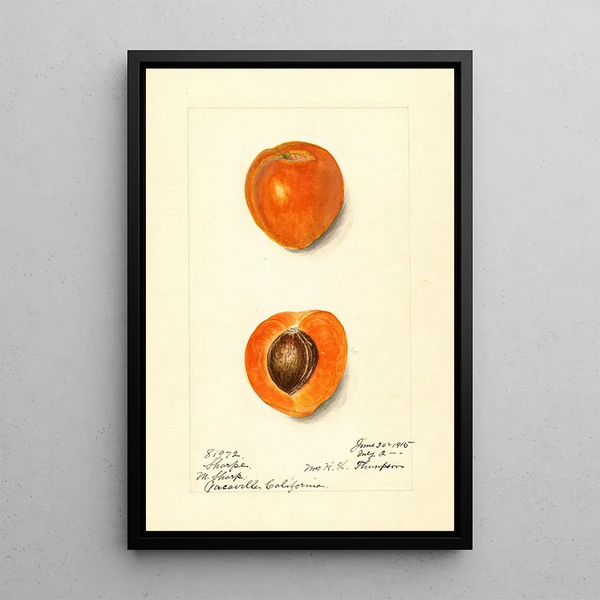 Prunus mume Sharpe - Harriet L Thompson — inramlat konstverk på väggen