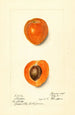 Prunus mume Sharpe - Harriet L Thompson — vy av konstverket