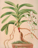 Aerides Quinquevulnerum - Harriet Stewart Miner — vy av konstverket