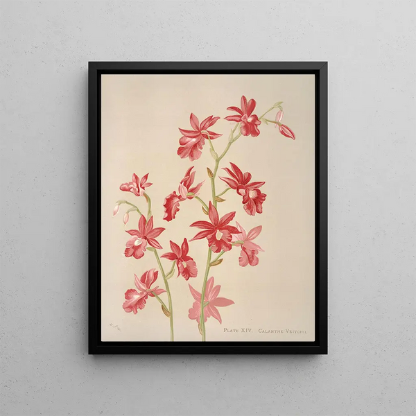 Harriet Stewart Miner - Calanthe Veitchii.webp