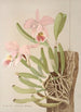 Cattleya Mossiae - Harriet Stewart Miner — vy av konstverket
