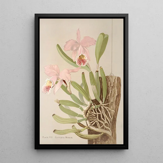 Harriet Stewart Miner - Cattleya Mosslae.webp