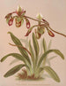 Cypripedium Haynaldianum - Harriet Stewart Miner — vy av konstverket