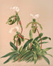 Cypripedium Spicerianum - Harriet Stewart Miner — vy av konstverket