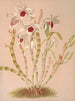 Dendrobium Ainsworthii - Harriet Stewart Miner — vy av konstverket