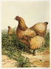 Poule Cochin chamois - Harrison Weir — vy av konstverket