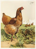 Poule Cochin à la cannelle - Harrison Weir — vy av konstverket