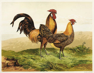 Harrison Weir - Golden Pencilled Hamburghs.webp