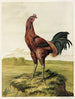 Coq malais - Harrison Weir — vy av konstverket
