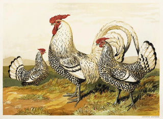 Harrison Weir - Silver Spangled Hamburghs.webp