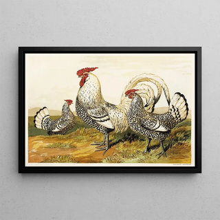 Harrison Weir - Silver Spangled Hamburghs.webp