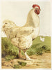 Coq Cochin blanc - Harrison Weir — vy av konstverket