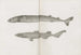 Memoirs of the Museum of Comparative Zoology at Harvard College Pl01 - Musée de Zoologie Comparée de l'Université Harvard — vy av konstverket