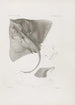Mémoires du Musée de Zoologie Comparée de l'Université Harvard Pl06 - Musée de Zoologie Comparée de l'Université Harvard — vy av konstverket