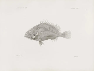 Harvard University Museum of Comparative Zoology - Memoirs of the Museum of Comparative Zoology at Harvard College Pl08.webp
