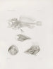 Mémoires du Musée de zoologie comparée du Harvard College Pl09 - Musée de Zoologie Comparée de l'Université Harvard — vy av konstverket