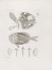 Mémoires du Musée de zoologie comparée du Harvard College Pl11 - Musée de Zoologie Comparée de l'Université Harvard — vy av konstverket