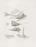 Mémoires du Musée de zoologie comparée du Harvard College Pl12 - Musée de Zoologie Comparée de l'Université Harvard — vy av konstverket