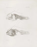 Mémoires du Musée de zoologie comparée du Harvard College Pl14 - Musée de Zoologie Comparée de l'Université Harvard — vy av konstverket