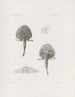 Mémoires du Musée de zoologie comparée du Harvard College Pl18 - Musée de Zoologie Comparée de l'Université Harvard — vy av konstverket