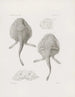 Mémoires du Musée de zoologie comparée du Harvard College Pl20 - Musée de Zoologie Comparée de l'Université Harvard — vy av konstverket