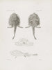 Mémoires du Musée de zoologie comparée du Harvard College Pl23 - Musée de Zoologie Comparée de l'Université Harvard — vy av konstverket