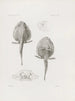 Mémoires du Musée de zoologie comparée du Harvard College Pl24 - Musée de Zoologie Comparée de l'Université Harvard — vy av konstverket