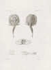 Mémoires du Musée de zoologie comparée du Harvard College Pl25 - Musée de Zoologie Comparée de l'Université Harvard — vy av konstverket