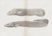 Mémoires du Pl33 - Harvard University Museum of Comparative Zoology — vy av konstverket