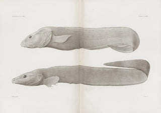 Harvard University Museum of Comparative Zoology - Memoirs of the Museum of Comparative Zoology at Harvard College Pl33.webp