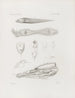 Mémoires du Musée de zoologie comparée du Harvard College Pl39 - Musée de Zoologie Comparée de l'Université Harvard — vy av konstverket