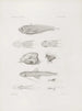 Mémoires du Musée de zoologie comparée du Harvard College Pl43 - Musée de Zoologie Comparée de l'Université Harvard — vy av konstverket