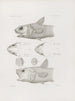 Mémoires du Musée de zoologie comparée du Harvard College Pl44 - Musée de Zoologie Comparée de l'Université Harvard — vy av konstverket