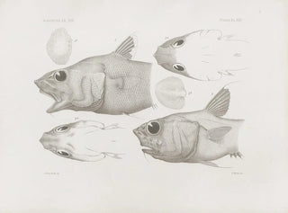 Harvard University Museum of Comparative Zoology - Memoirs of the Museum of Comparative Zoology at Harvard College Pl45.webp
