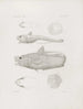 Mémoires du Musée de zoologie comparée du Harvard College Pl46 - Musée de Zoologie Comparée de l'Université Harvard — vy av konstverket