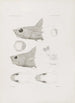 Mémoires du Musée de Zoologie Comparée de l'Université Harvard Pl48 - Musée de Zoologie Comparée de l'Université Harvard — vy av konstverket