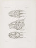 Mémoires du Musée de zoologie comparée du Harvard College Pl50 - Musée de Zoologie Comparée de l'Université Harvard — vy av konstverket