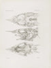 Mémoires du Musée de zoologie comparée du Harvard College Pl51 - Musée de Zoologie Comparée de l'Université Harvard — vy av konstverket