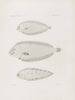 Mémoires du Musée de zoologie comparée du Harvard College Pl52 - Musée de Zoologie Comparée de l'Université Harvard — vy av konstverket